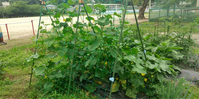 低学年の学級園　ミニトマト・きゅうり・なす