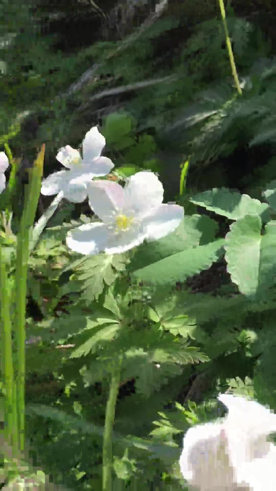 自然をかんさつしよう②（イチリンソウ）