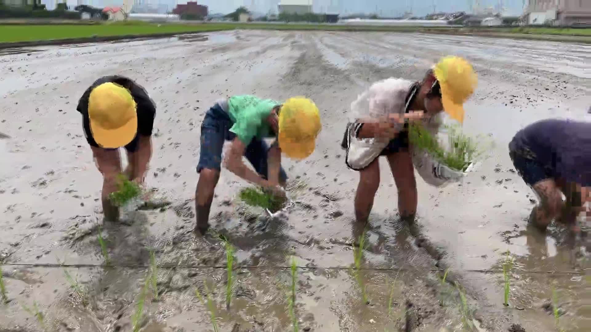 田植え（３年生）