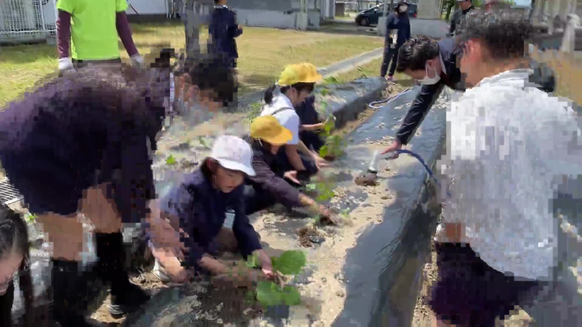 野菜植え(栽培委員会) 4/25