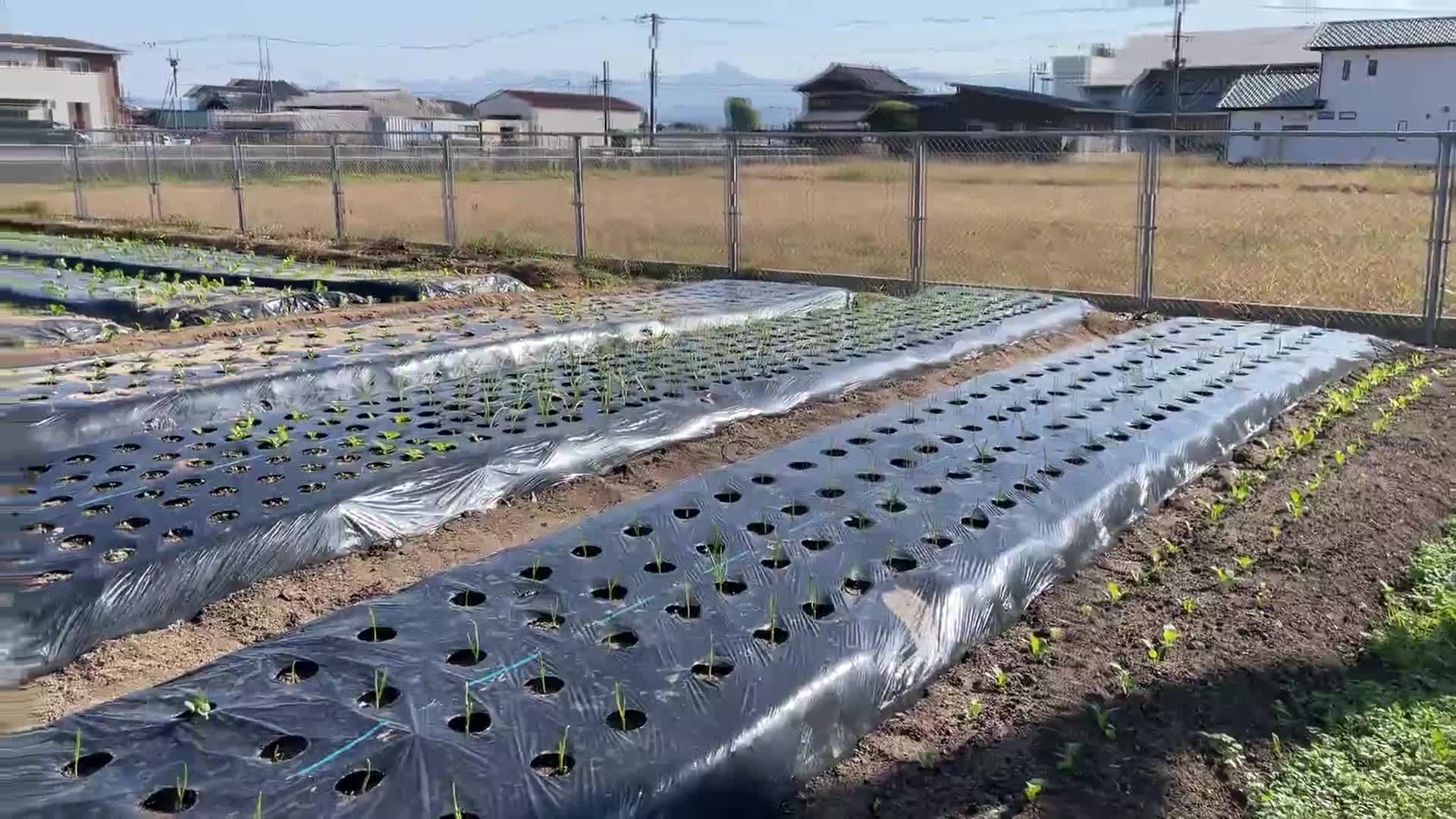 １１月のふれあい農園