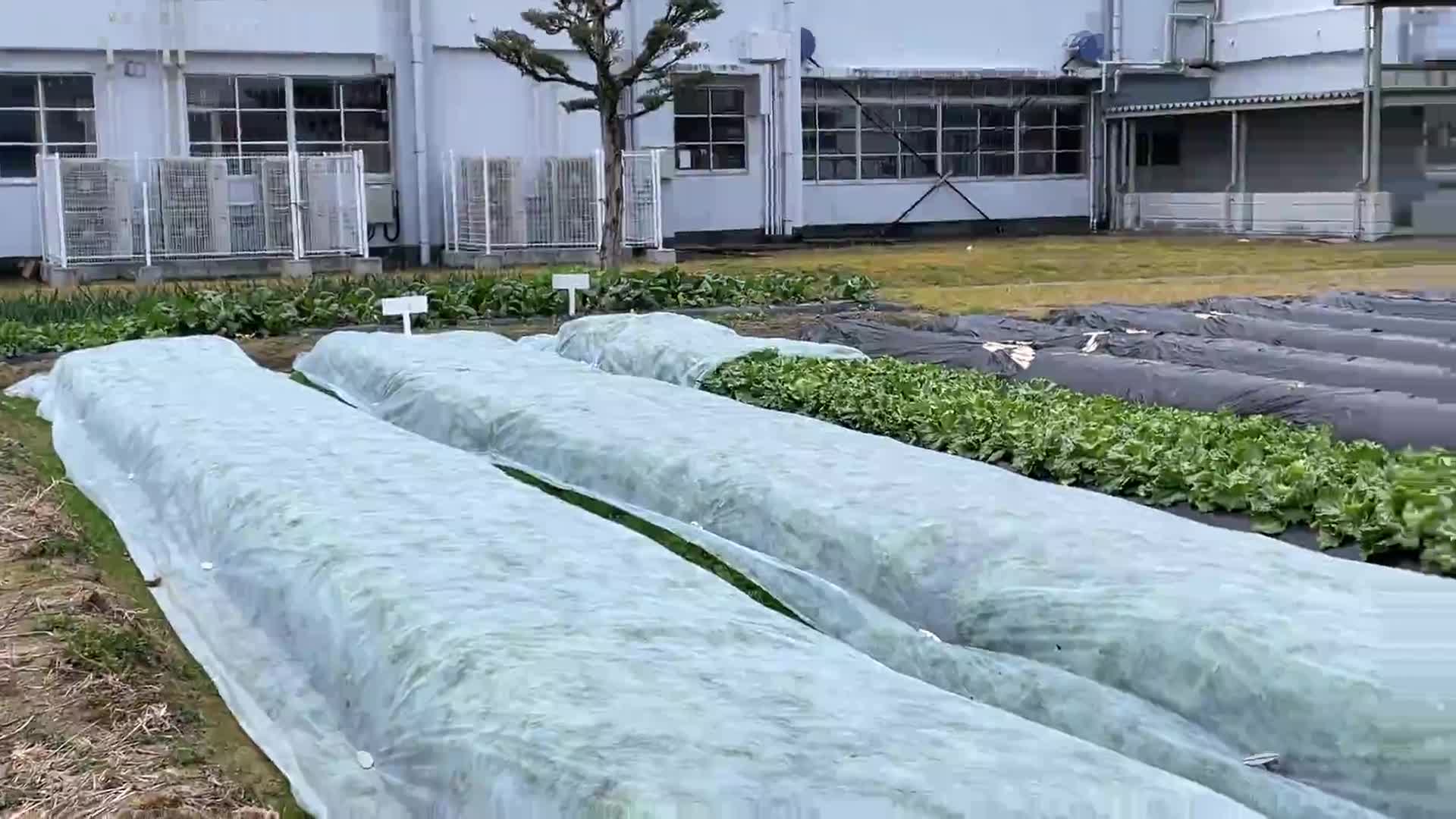 ふるさと農園1/19