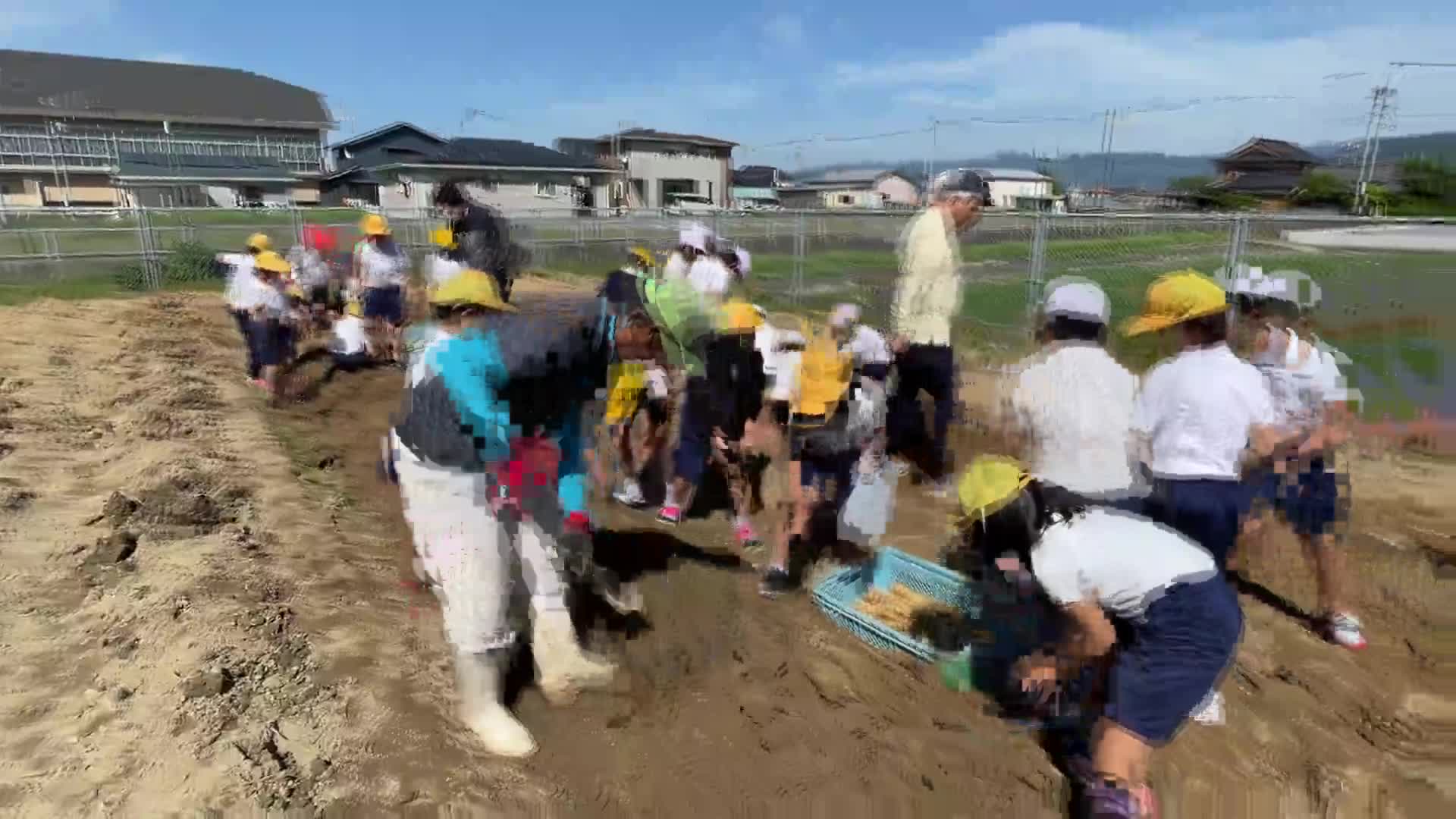 じゃがいも収穫 5/17