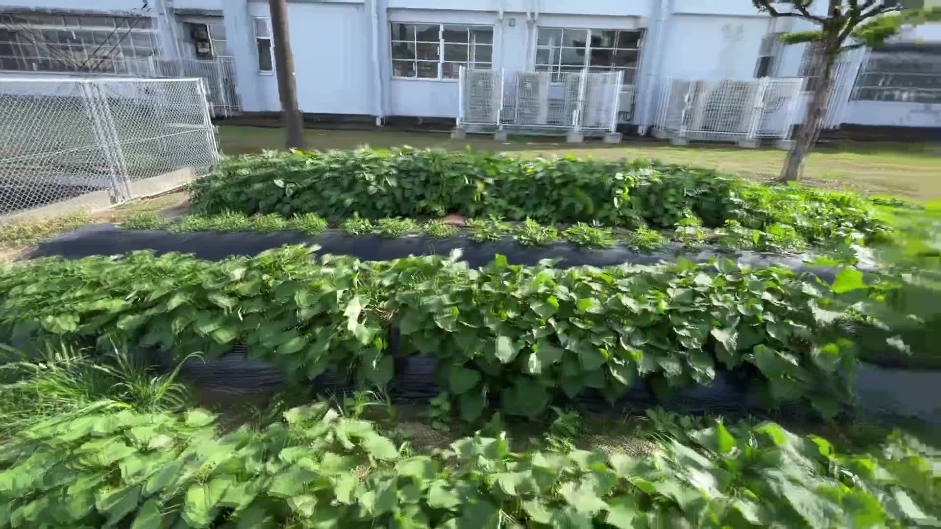 ふれあい農園 6/26