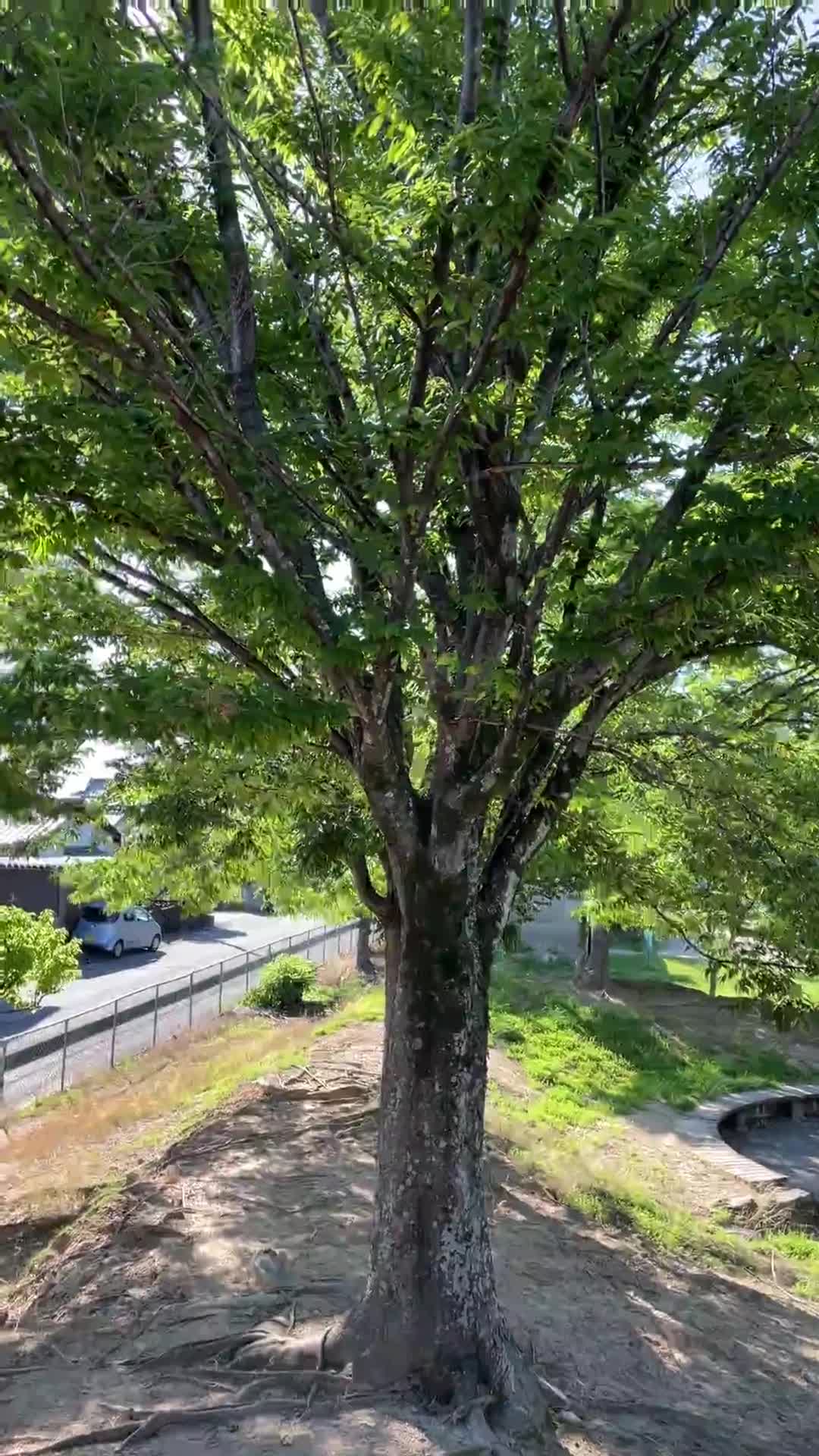 耳をすませば（夏）(6/29)