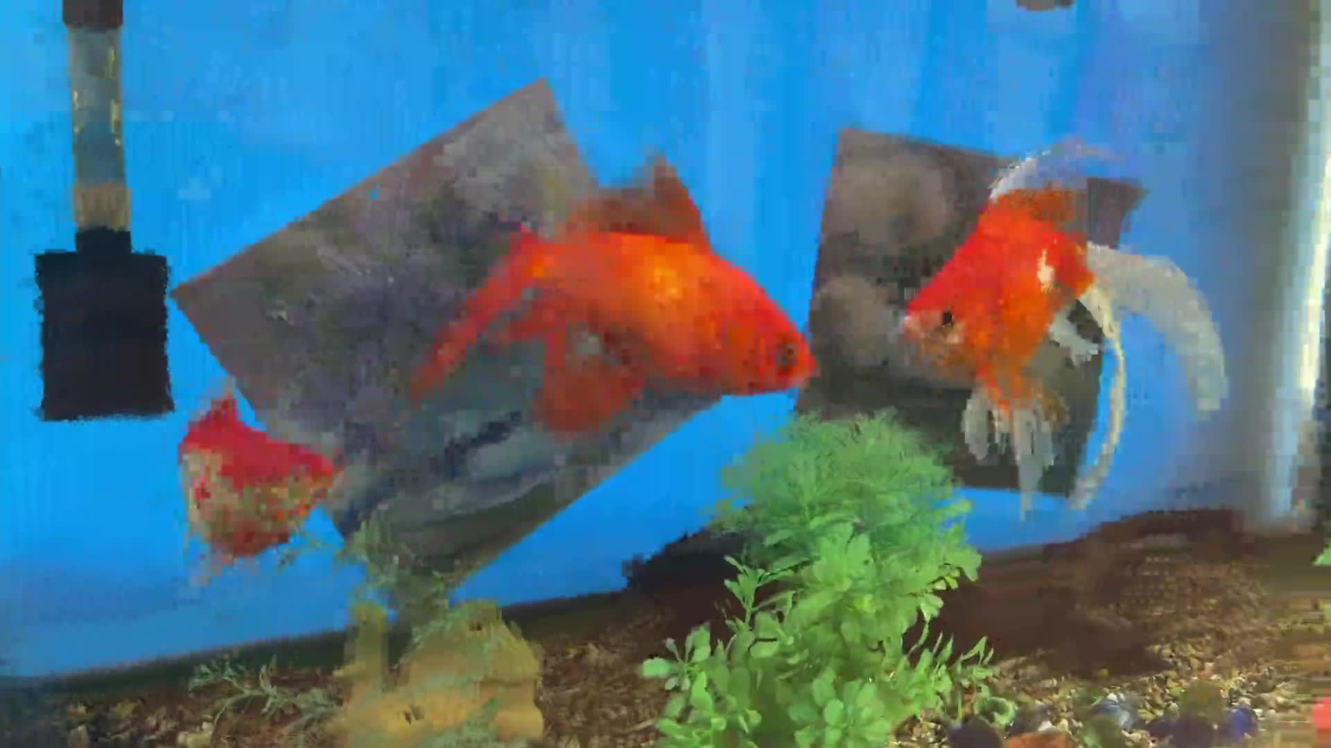 涼しい風景（７月の金魚）