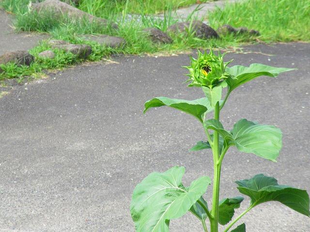 花の黄色が少しずつ見えてきました。