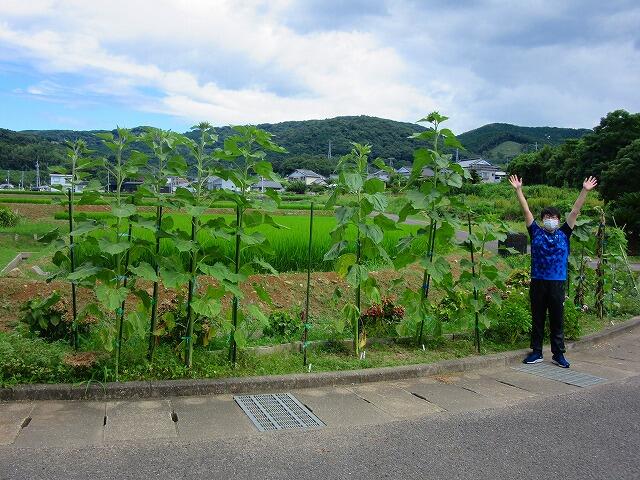 ３年生が理科で育てていたひまわりがとても大きく育っています。一番大きいものは、高さが２ｍ５７㎝になっています。