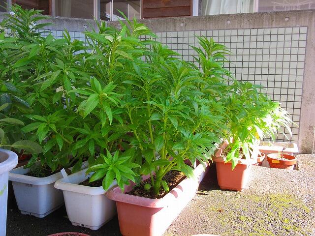 ホウセンカも大きくなりました。（ピロティ―に置いてあります）