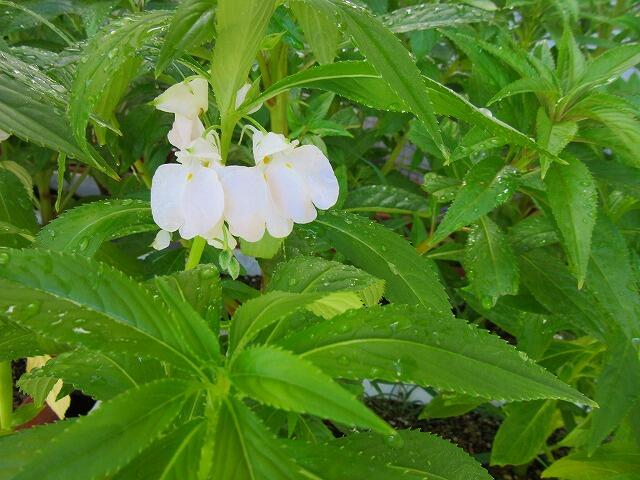 ホウセンカも花が咲き始めました。