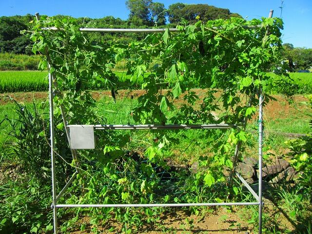 ４年生が理科で育てていたツルレイシは実がなっています。（保健室側）