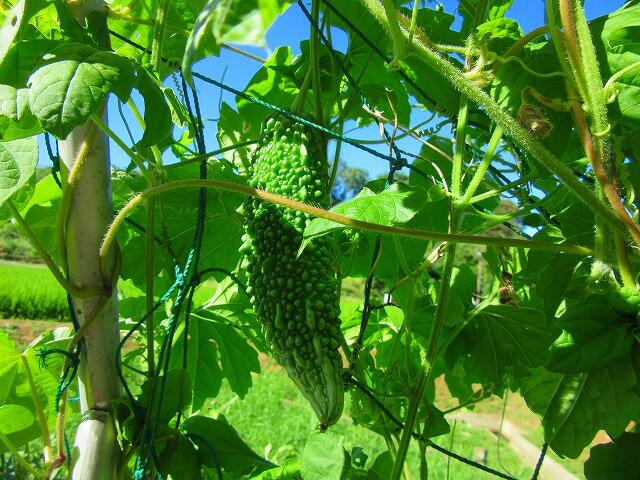 保健室側のツルレイシには５つぐらい実がなり、大きくなっています。