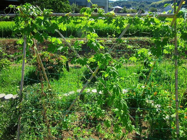 校門側のツルレイシは１本だけですが、頑張って成長を続けています。