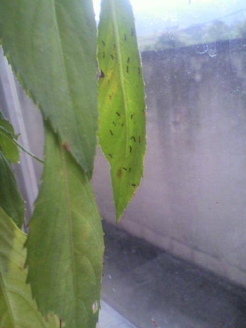 ホウセンカの葉の三密状態　アリ