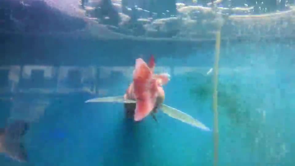 「御所っ子水族館～ホウボウの泳ぎ」ごしょチューブ《R3-347》