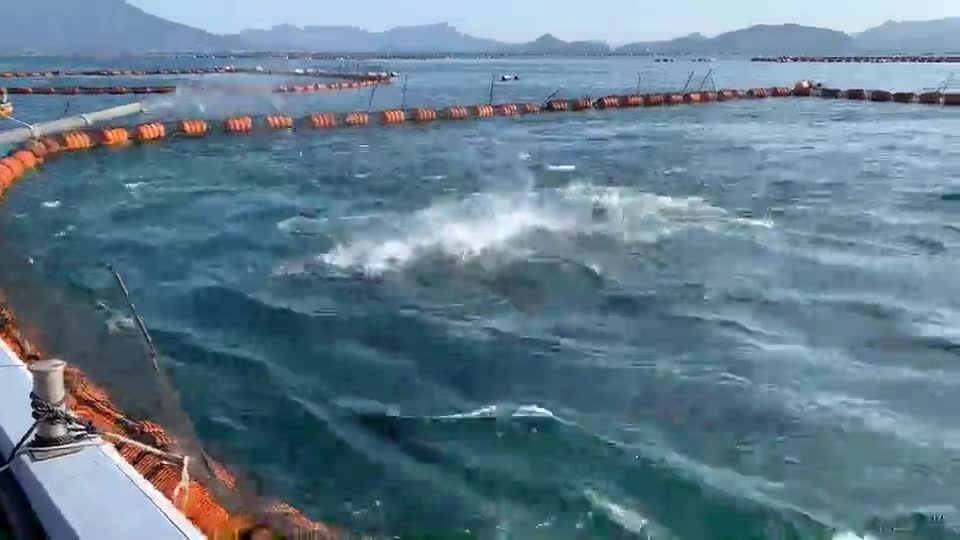 ごしょチューブ㉞５年社会「マグロ養殖見学旅行」