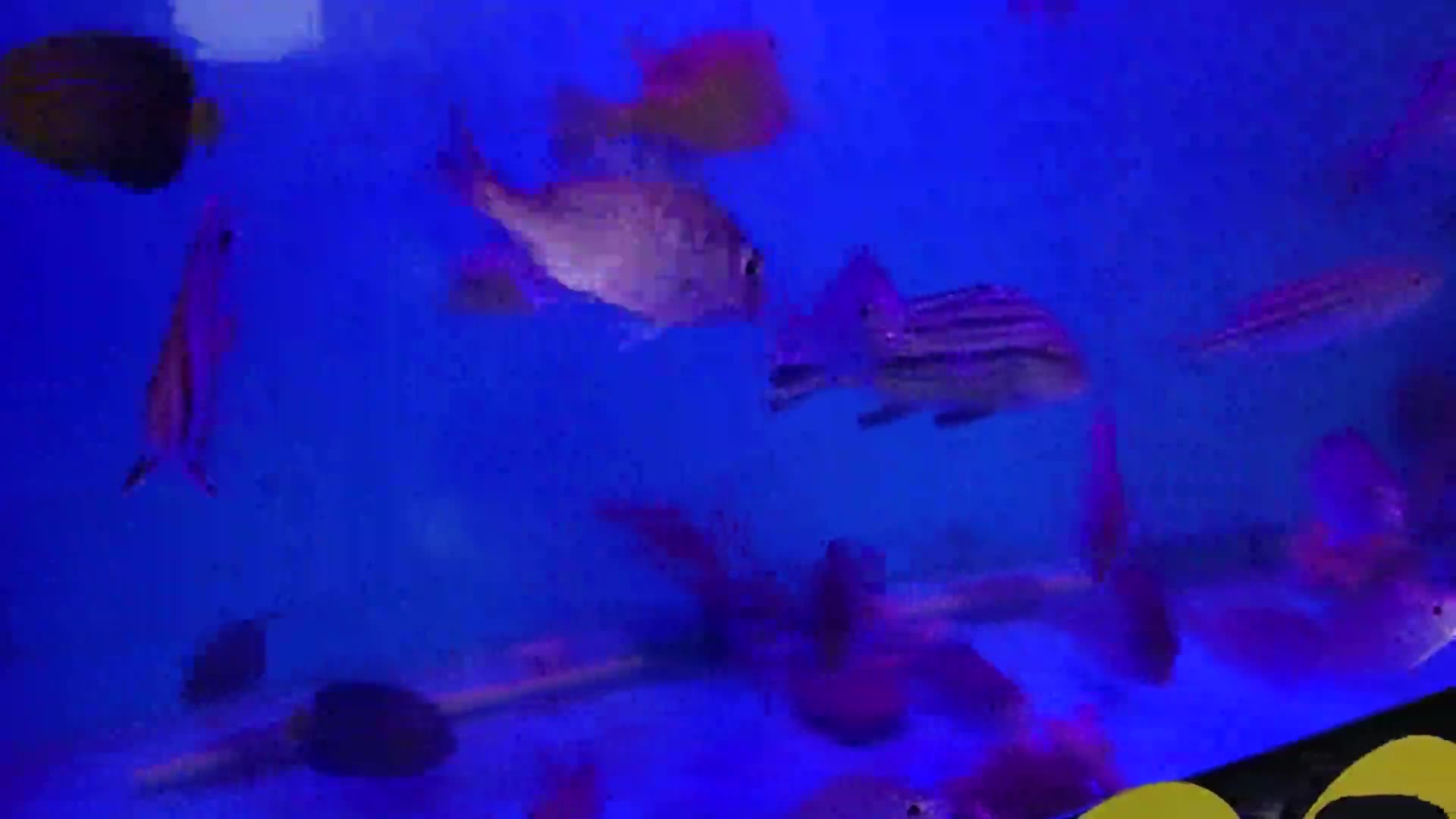 「今週の御所っ子水族館」ごしょチューブ《R3-260》