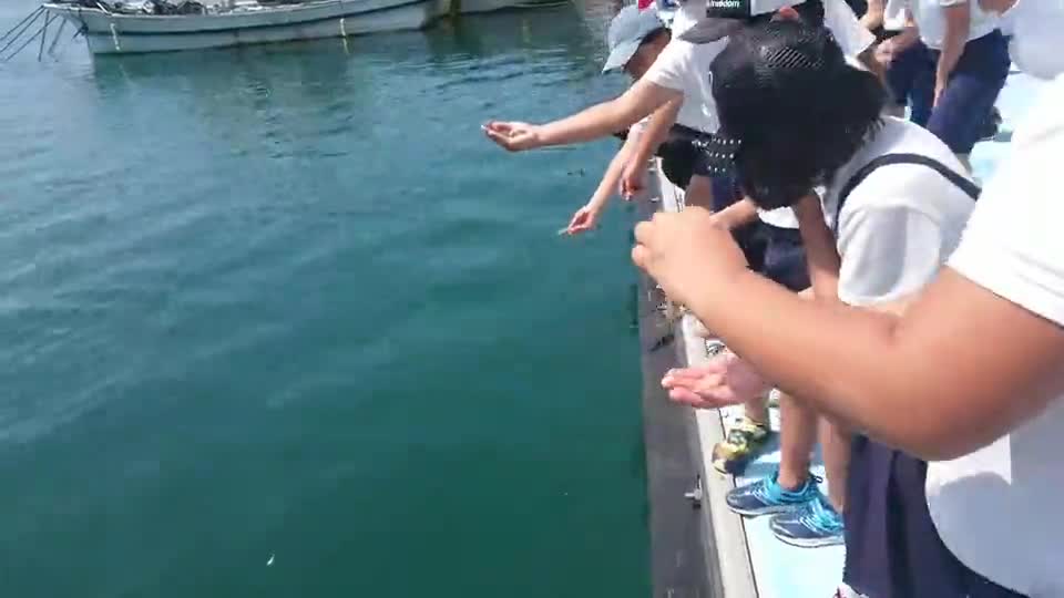 作品エントリー⑬御所浦ウミプロ～車エビの放流＃３「放流の瞬間」