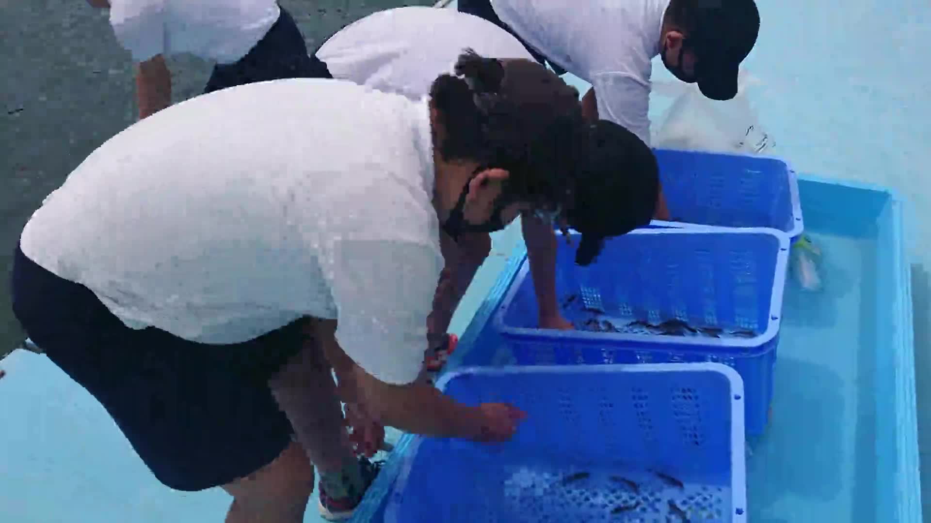 「６年クルマエビマダイ放流」ごしょチューブ《R3-105》