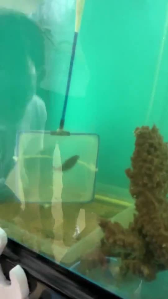 ごしょっこ水族館、新しい仲間。その名はヒ♪ラ♪メ♪　part２ごしょチューブ(R4-04)