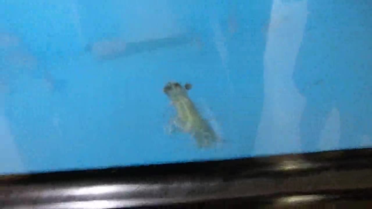 「御所っ子水族館～クルマエビのおなか」ごしょチューブ《R3-97》