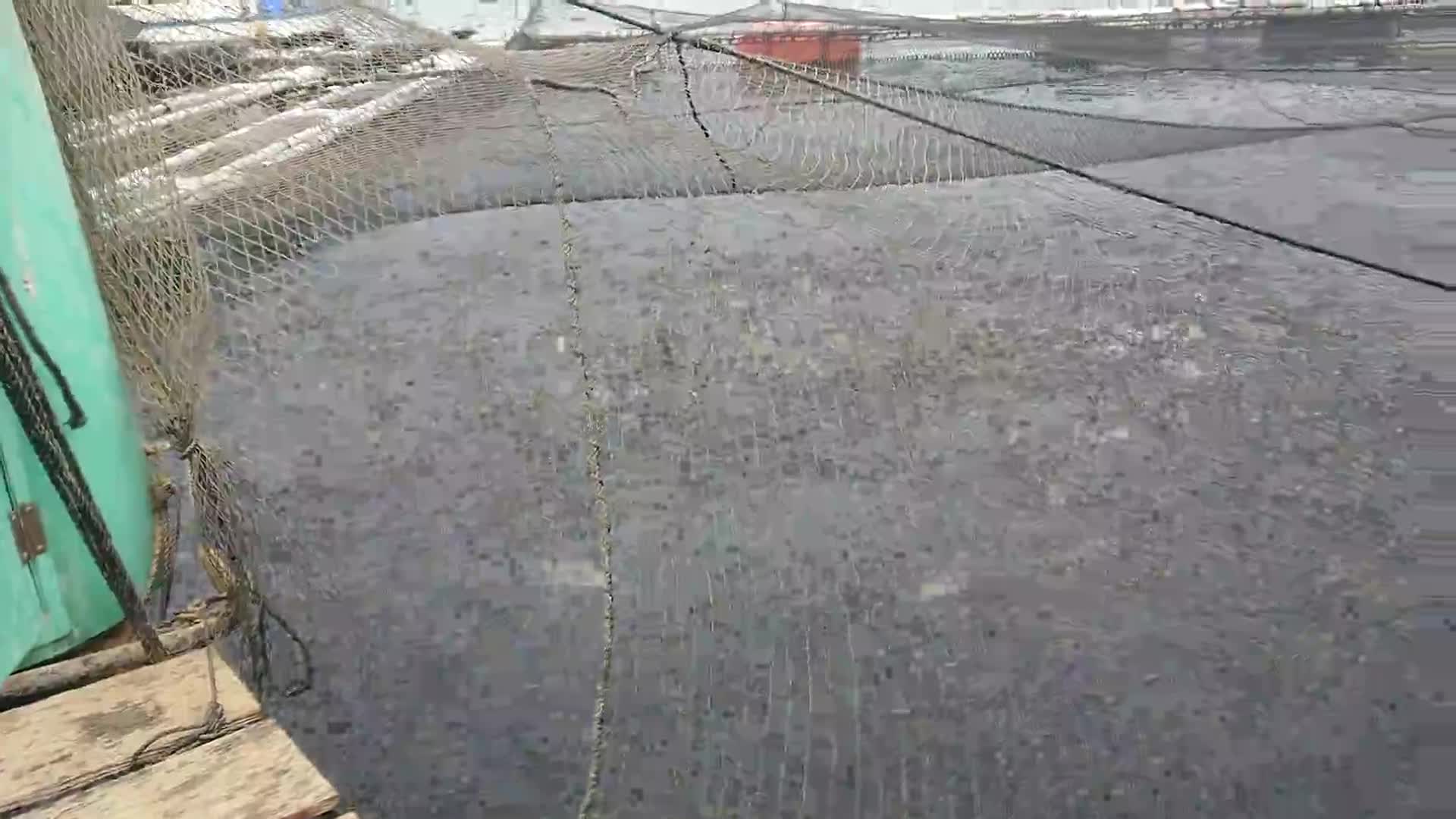 「６年５年シマアジえさやり」ごしょチューブ《R3-164》