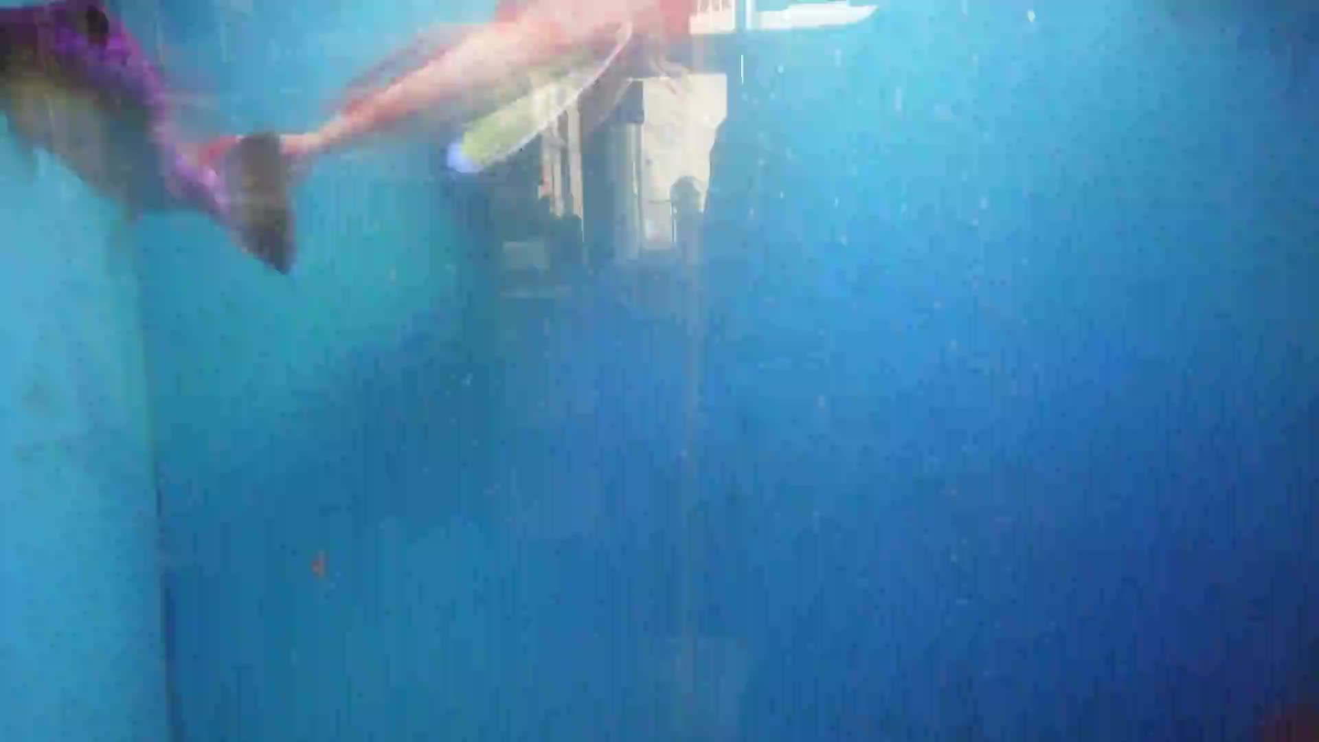 「御所っ子水族館～かっこいいホウボウ」ごしょチューブ《R3-301》