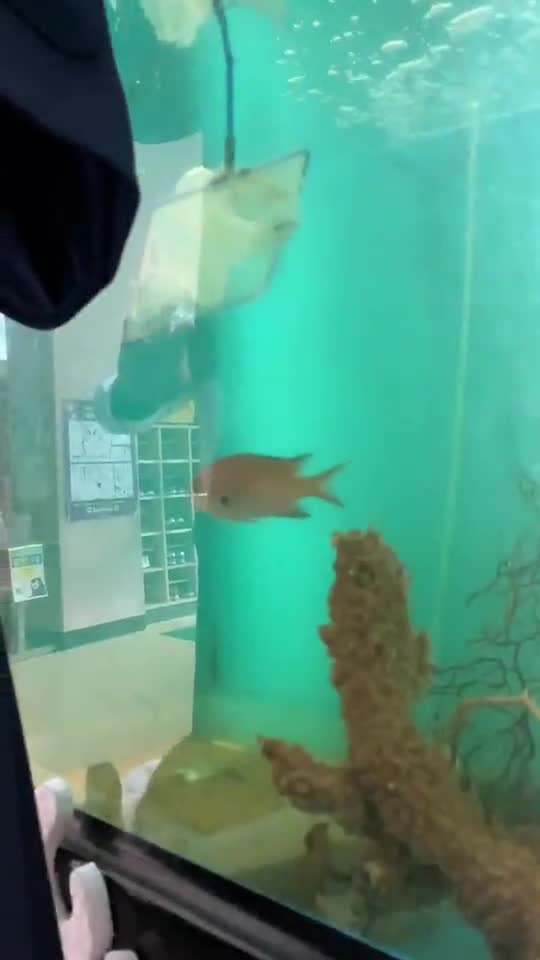 ごしょっこ水族館、新しい仲間。その名はヒ♪ラ♪メ♪　part１ごしょチューブneo（R4-03）