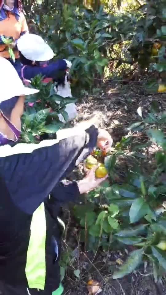 「１年生活～ミカンがリー」ごしょチューブ《R3-178》