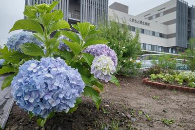 綺麗に咲く紫陽花