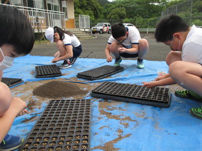 集中して種籾を数える５年生のみんな