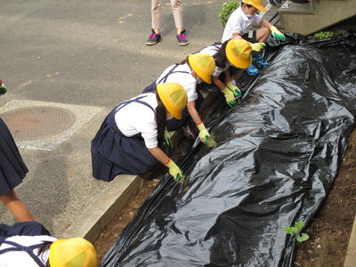 １年生の「マルチ張り」