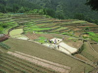 棚田の風景