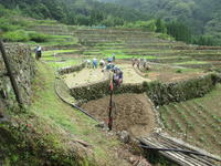 石垣に囲まれた田んぼ