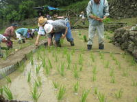 田植え竿の目印にあわせて
