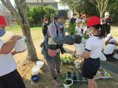 イチゴの苗を鉢植え
