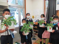 美味しいイチゴが実っています