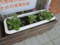 サクラ草の花とチューリップの芽