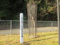 植樹された「ハナミズキ」