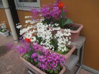 日奈久小から育てているサクラソウ