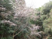 山桜満開