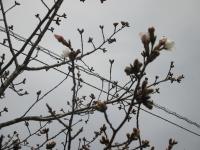 ソメイヨシノも開花
