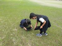 「スミレ」発見