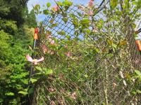 空を押し上げ　咲いています