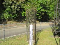 枝振りも広がりました