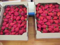 美味しそうなイチゴです