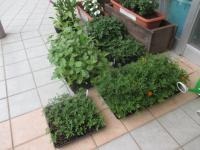 たくさんの種類・数の苗