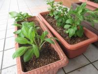 プランターにも