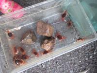 たくさんつかまえました！