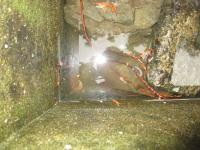 「第一の家」の沢ガニ